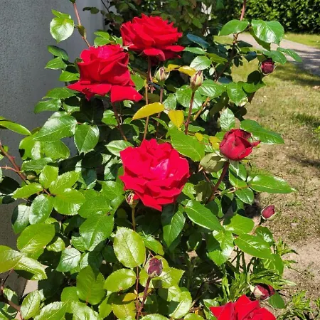 Goscinne U Oli * Wisełka