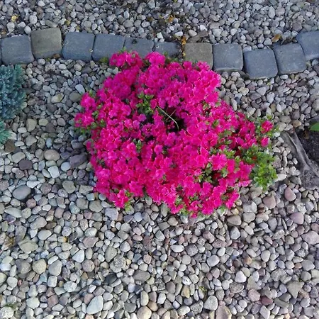 民宿 Goscinne U Oli