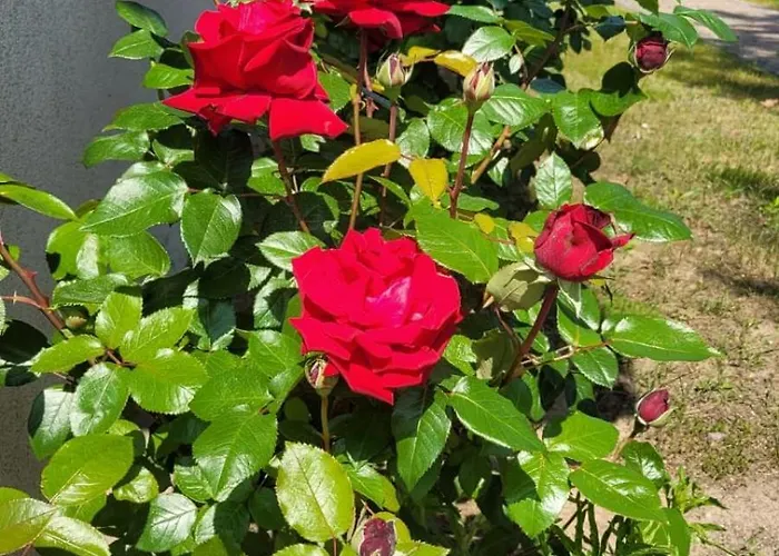 Goscinne U Oli * Wisełka