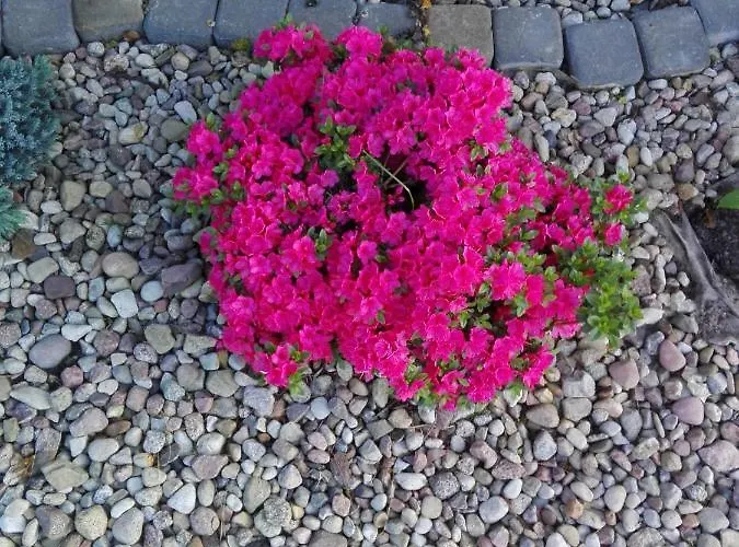 Δωμάτια σε οικογενειακή κατοικία Goscinne U Oli